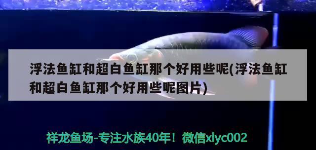 浮法魚缸和超白魚缸那個好用些呢(浮法魚缸和超白魚缸那個好用些呢圖片) 黃金河虎魚