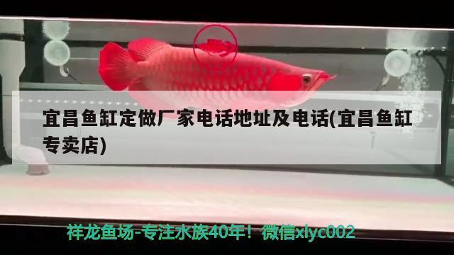 宜昌魚缸定做廠家電話地址及電話(宜昌魚缸專賣店) 白子銀龍魚苗