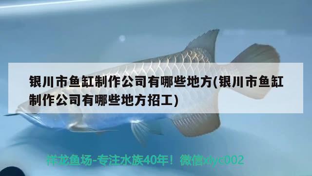 銀川市魚缸制作公司有哪些地方(銀川市魚缸制作公司有哪些地方招工) 白子球鯊魚