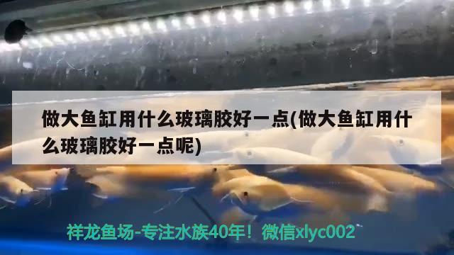 做大魚缸用什么玻璃膠好一點(做大魚缸用什么玻璃膠好一點呢) 稀有紅龍品種