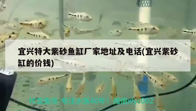 宜興特大紫砂魚缸廠家地址及電話(宜興紫砂缸的價錢) 白子黃化銀龍魚