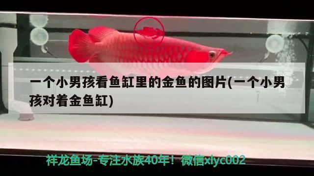 一個小男孩看魚缸里的金魚的圖片(一個小男孩對著金魚缸) 元寶鯽