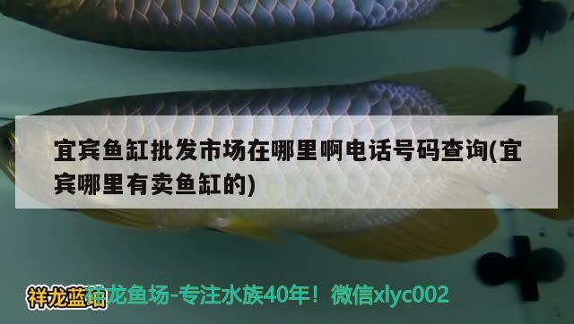 宜賓魚缸批發(fā)市場(chǎng)在哪里啊電話號(hào)碼查詢(宜賓哪里有賣魚缸的) 粗線銀版魚