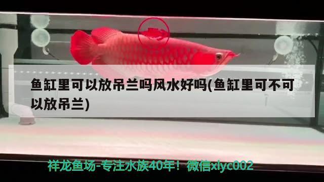 魚缸里可以放吊蘭嗎風(fēng)水好嗎(魚缸里可不可以放吊蘭) 魚缸風(fēng)水