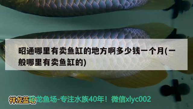 昭通哪里有賣魚缸的地方啊多少錢一個(gè)月(一般哪里有賣魚缸的) 海象魚