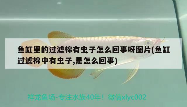 魚缸里的過濾棉有蟲子怎么回事呀圖片(魚缸過濾棉中有蟲子,是怎么回事) 金老虎魚 第1張