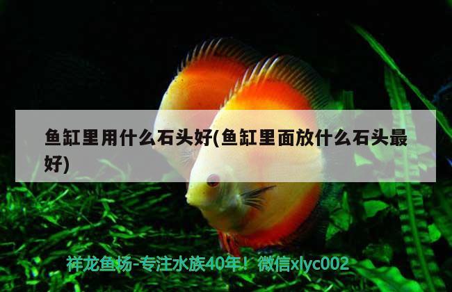 魚缸里用什么石頭好(魚缸里面放什么石頭最好) 黑白雙星魚