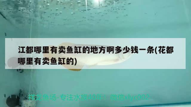 江都哪里有賣魚缸的地方啊多少錢一條(花都哪里有賣魚缸的)