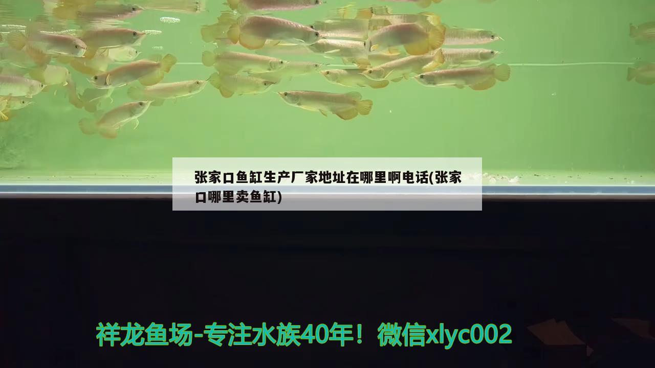 張家口魚缸生產(chǎn)廠家地址在哪里啊電話(張家口哪里賣魚缸) 七彩神仙魚