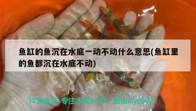 魚缸的魚沉在水底一動不動什么意思(魚缸里的魚都沉在水底不動) 稀有紅龍品種