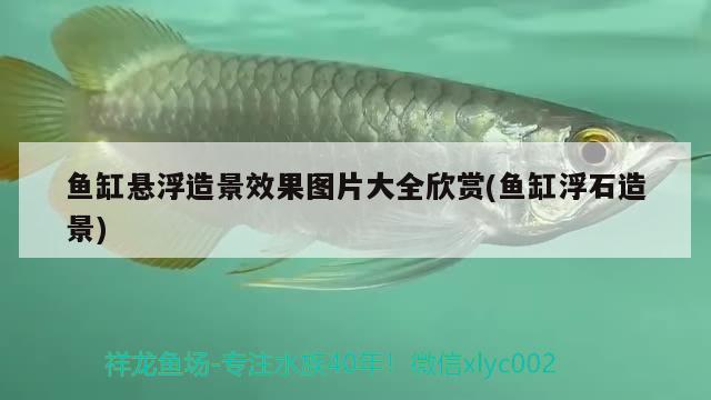 魚缸懸浮造景效果圖片大全欣賞(魚缸浮石造景) 白子銀版魚