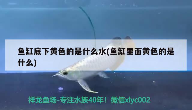 魚缸底下黃色的是什么水(魚缸里面黃色的是什么) 魚缸百科