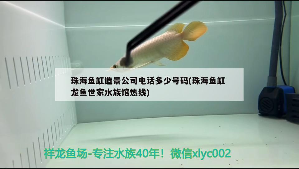 珠海魚缸造景公司電話多少號碼(珠海魚缸龍魚世家水族館熱線) 白子銀龍魚苗