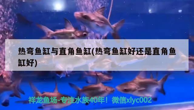 熱彎魚缸與直角魚缸(熱彎魚缸好還是直角魚缸好) 羅漢魚批發(fā)