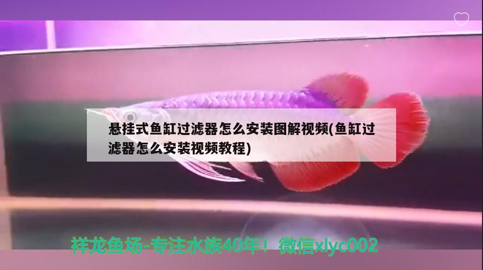 懸掛式魚缸過濾器怎么安裝圖解視頻(魚缸過濾器怎么安裝視頻教程) 南美異型魚