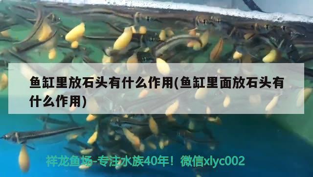 魚(yú)缸里放石頭有什么作用(魚(yú)缸里面放石頭有什么作用) 福魟魟魚(yú)