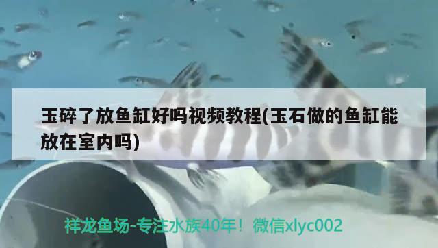 玉碎了放魚缸好嗎視頻教程(玉石做的魚缸能放在室內嗎) 黃金斑馬魚