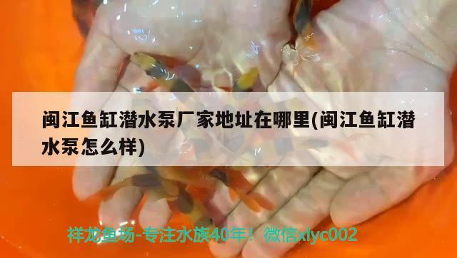 閩江魚缸潛水泵廠家地址在哪里(閩江魚缸潛水泵怎么樣)