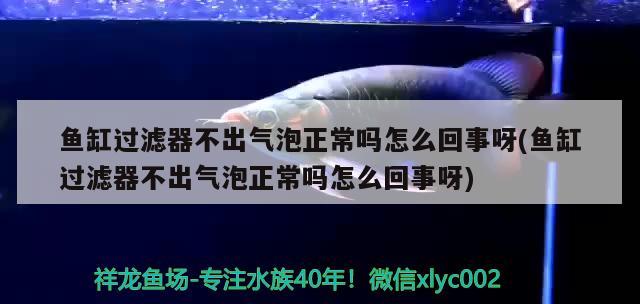 魚缸過濾器不出氣泡正常嗎怎么回事呀(魚缸過濾器不出氣泡正常嗎怎么回事呀) 水族世界