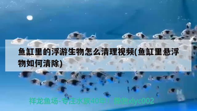 魚缸里的浮游生物怎么清理視頻(魚缸里懸浮物如何清除) 球鯊魚