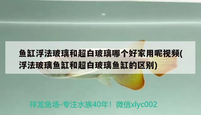 魚缸浮法玻璃和超白玻璃哪個好家用呢視頻(浮法玻璃魚缸和超白玻璃魚缸的區(qū)別)