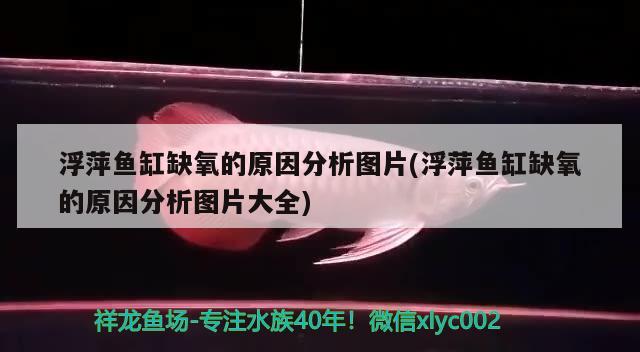 浮萍魚缸缺氧的原因分析圖片(浮萍魚缸缺氧的原因分析圖片大全) 水族用品