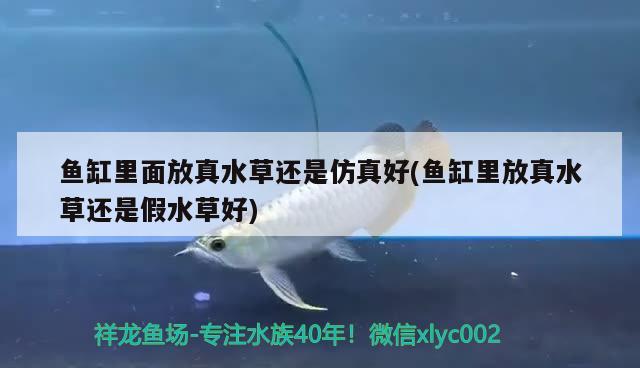 魚缸里面放真水草還是仿真好(魚缸里放真水草還是假水草好) 水草