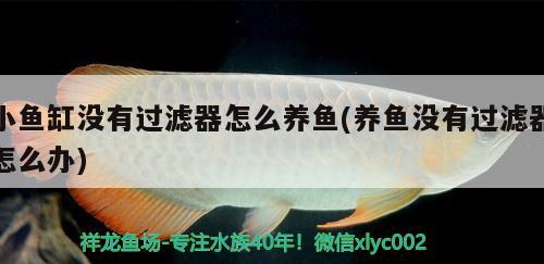 小魚缸沒有過濾器怎么養(yǎng)魚(養(yǎng)魚沒有過濾器怎么辦) 白化火箭魚