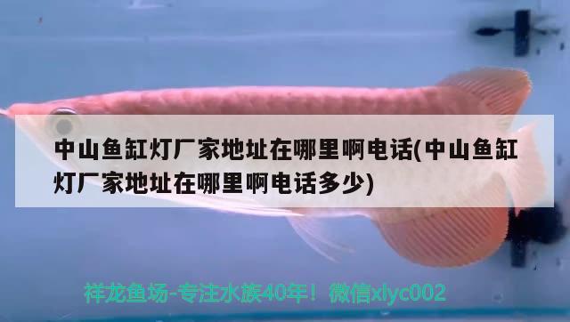 中山魚缸燈廠家地址在哪里啊電話(中山魚缸燈廠家地址在哪里啊電話多少)