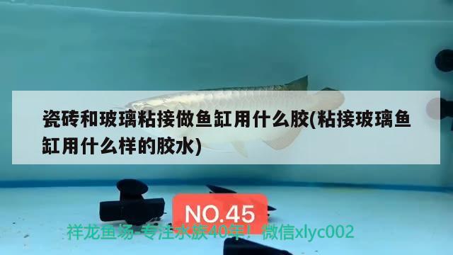 瓷磚和玻璃粘接做魚缸用什么膠(粘接玻璃魚缸用什么樣的膠水) 月光鴨嘴魚