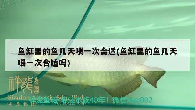 魚缸里的魚幾天喂一次合適(魚缸里的魚幾天喂一次合適嗎)