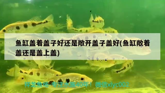 魚缸蓋著蓋子好還是敞開蓋子蓋好(魚缸敞著蓋還是蓋上蓋) 超血紅龍魚