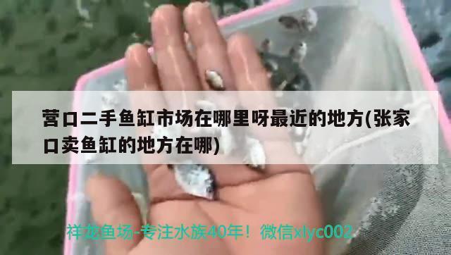 營口二手魚缸市場在哪里呀最近的地方(張家口賣魚缸的地方在哪) 翡翠鳳凰魚