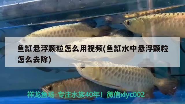 魚缸懸浮顆粒怎么用視頻(魚缸水中懸浮顆粒怎么去除)