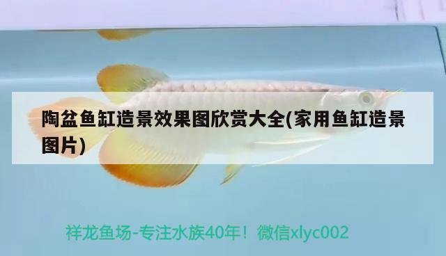 陶盆魚缸造景效果圖欣賞大全(家用魚缸造景圖片) 觀賞魚批發(fā)