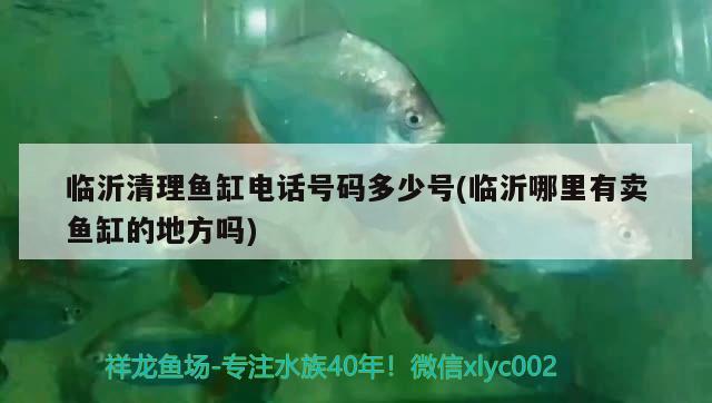 臨沂清理魚(yú)缸電話(huà)號(hào)碼多少號(hào)(臨沂哪里有賣(mài)魚(yú)缸的地方嗎) 黃金斑馬魚(yú)