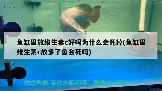 魚缸里放維生素c好嗎為什么會死掉(魚缸里維生素c放多了魚會死嗎)