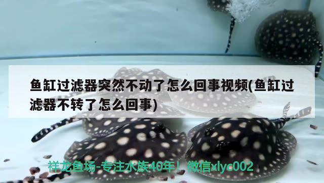 魚缸過濾器突然不動(dòng)了怎么回事視頻(魚缸過濾器不轉(zhuǎn)了怎么回事)