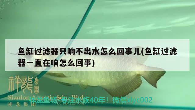 魚缸過濾器只響不出水怎么回事兒(魚缸過濾器一直在響怎么回事)