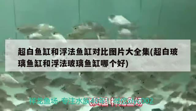 超白魚缸和浮法魚缸對比圖片大全集(超白玻璃魚缸和浮法玻璃魚缸哪個好) 魚缸風水