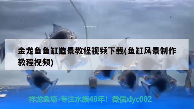 金龍魚魚缸造景教程視頻下載(魚缸風景制作教程視頻) 黑桃A魚