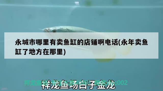 永城市哪里有賣魚缸的店鋪啊電話(永年賣魚缸了地方在那里) 印尼紅龍魚