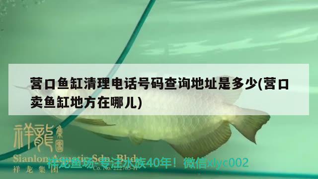 營口魚缸清理電話號碼查詢地址是多少(營口賣魚缸地方在哪兒) 觀賞魚進出口