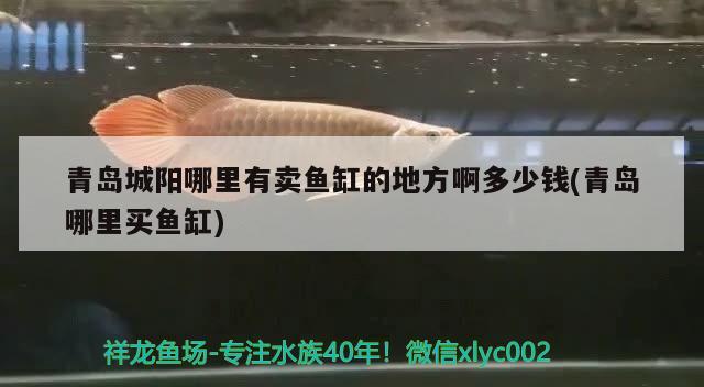 青島城陽哪里有賣魚缸的地方啊多少錢(青島哪里買魚缸) 名貴錦鯉魚