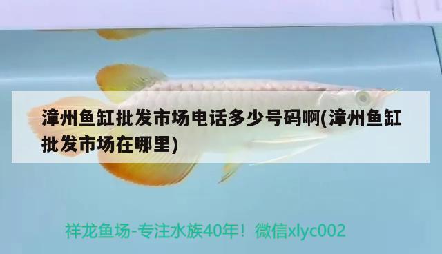 漳州魚缸批發(fā)市場電話多少號碼啊(漳州魚缸批發(fā)市場在哪里) 廣州觀賞魚批發(fā)市場