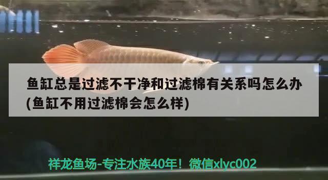 魚缸總是過濾不干凈和過濾棉有關系嗎怎么辦(魚缸不用過濾棉會怎么樣) 大湖紅龍魚