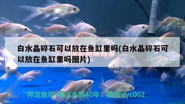 白水晶碎石可以放在魚缸里嗎(白水晶碎石可以放在魚缸里嗎圖片) 皇冠黑白魟魚