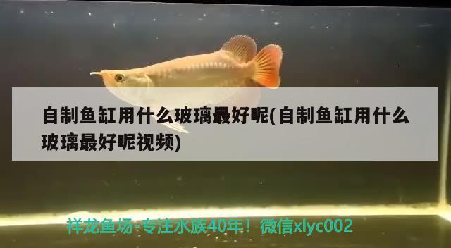 自制魚缸用什么玻璃最好呢(自制魚缸用什么玻璃最好呢視頻) 黑金魟魚