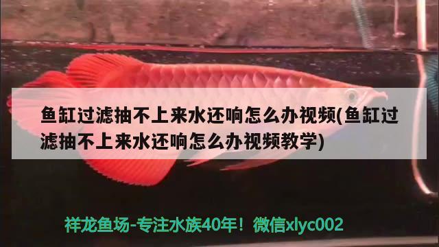 魚缸過濾抽不上來水還響怎么辦視頻(魚缸過濾抽不上來水還響怎么辦視頻教學) 薩伊藍魚