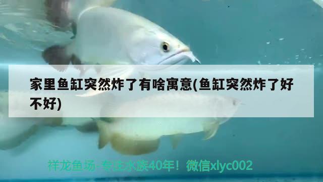 家里魚(yú)缸突然炸了有啥寓意(魚(yú)缸突然炸了好不好) 皇冠黑白魟魚(yú)